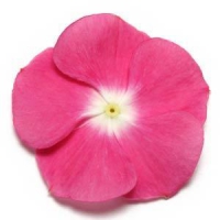 Pacifica XP Magenta Halo Vinca